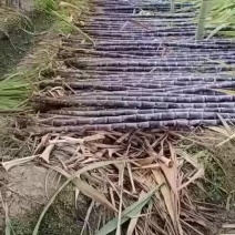 广东黑皮甘蔗