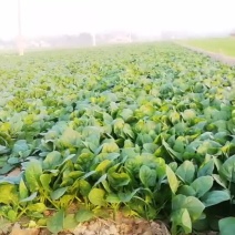 菠菜