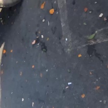武当蜜橘