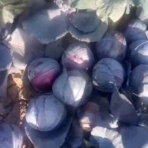 紫甘蓝，品种优，质量好，2一3斤，无虫眼