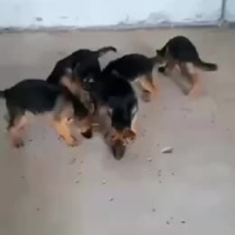 德国牧羊犬，德牧，大狼狗，