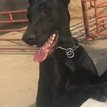 精品黑狼犬，墨界黑狼
