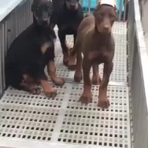 杜宾犬
