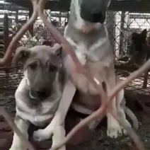 狼青犬，国犬