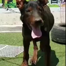 莱州红犬
