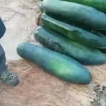 冬瓜