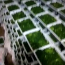 速冻荠荠菜，荠荠菜种子。