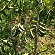 精选高产优质无刺花椒苗
