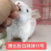 龙猫活体宠物龙猫批发零售