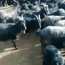 精品黑山羊：需要的朋友看过来！