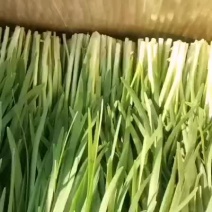 韭菜