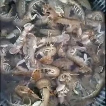 鲜活地笼皮皮虾带黄率高通货
