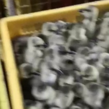 马岗杂鹅苗