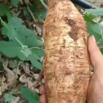 葛根