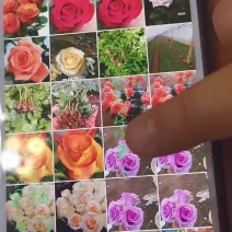 玫瑰苗月季苗食用玫瑰苗丰花月季苗。四季开花