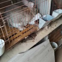 比利时种兔