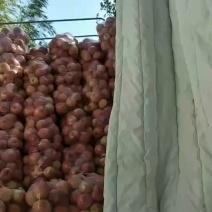 韩富苹果