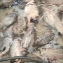 淡水鱼类