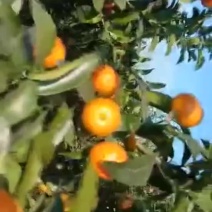 沙糖橘个大皮薄味甜无渣汁足口感好