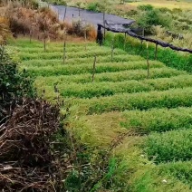高含量红豆杉