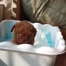 红色茶杯泰迪两个月，一次疫苗