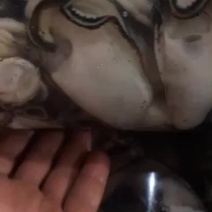 批发零售现开生蚝肉。