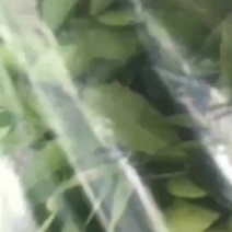 沙田柚苗