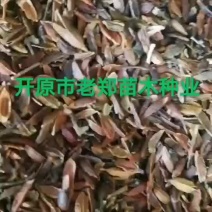 紫丁香种子四季丁香种子暴马丁香种子
