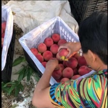 突围蜜桃正宗蒙阴蜜桃保证质量品质