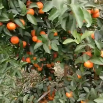 沙糖橘果靚个大皮薄味甜水分足平滑亮丽入口无渣