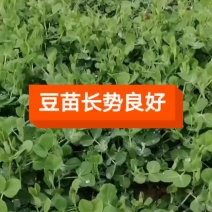 新鲜豌豆苗