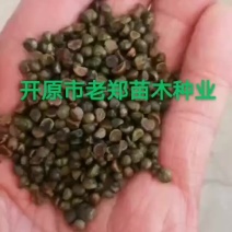 三叶地锦种子