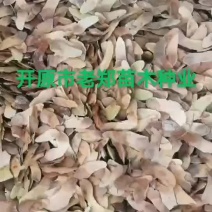 五角枫种子元宝枫种子