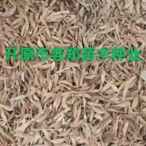 糖槭种子复叶槭种子