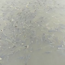 草鱼
