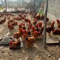 农家散养鸡