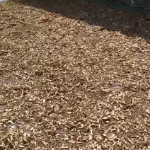 当归甘肃定西种槙户加工切片