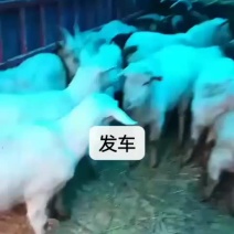 牛羊驴马骡