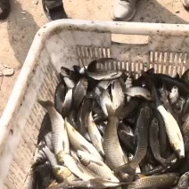 草鱼苗