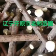 纯正金色丝棉木树苗东北彩色苗木繁育种条