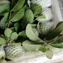 专业代收代理番石榴芭乐