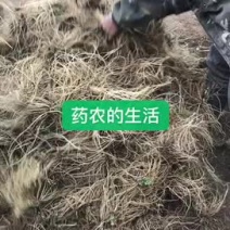 高端龙胆草