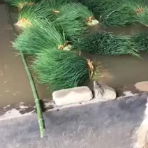 小葱