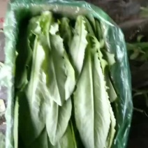 精品油麦菜12月27日质量完美