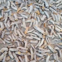 干段子虎杖
