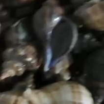 海螺
