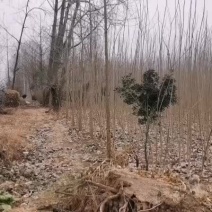 杨树苗