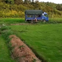 精品马尼拉草坪基地直供品质保证全国发货欢迎联系