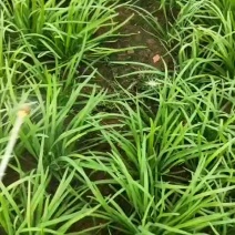 韭菜