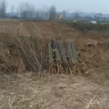 皂角树